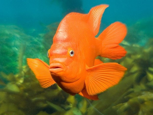 The Garibaldi (Hypsypops rubicundus) is the official state marine fish of California and sports the Giants orange. Photo credit: Peter Liu, flickr.