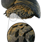 The 27 Best Deep-Sea Species: #4 Gold-Footed or Scaly Foot Snail