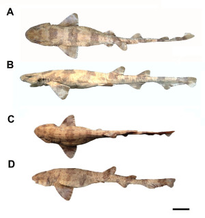 Scyliorhinus ugoi