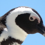 Penguin Problems