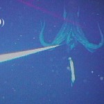 Giant Squid on Video?!