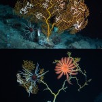 Friday Picture: Have your coral and eat it, too?
