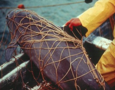 vaquita-in-net-384x300 An endangered vaquita porpoise caught in a fishing net.