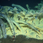 Eye in the Sea camera to feature CarcassVision
