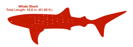 whaleshark