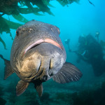 Embracing Yes/Also: Marine Protected Areas Are Not An Either/Or Proposition