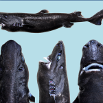 Ninja Lanternshark: the New Shark Species You Will Never See Coming