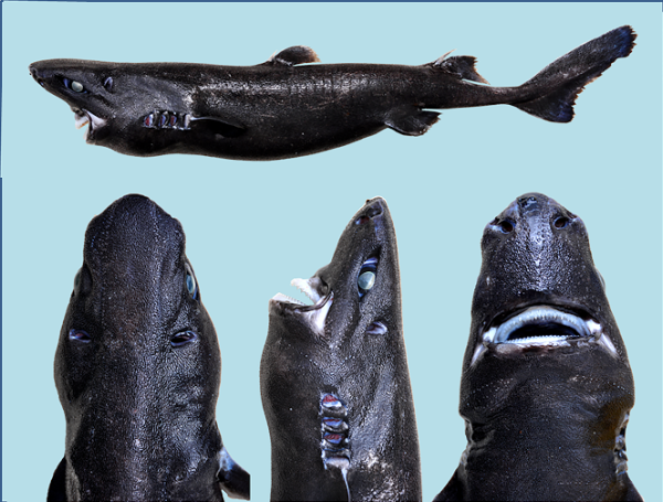 FINAL Etmopterus benchleyi Holotype