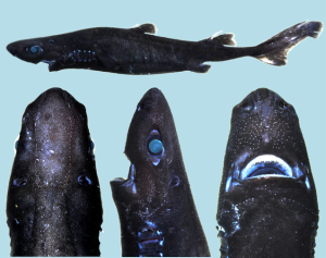 FINAL Etmopterus benchleyi paratype