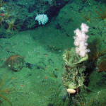 Friday Freak 10/16/09 – Gersemia juliepackardae