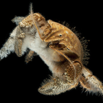 Another New Yeti Crab! Pt II