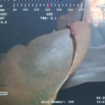 Solving the Mystery of the Placental Jellyfish