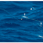Squid Rocket Science