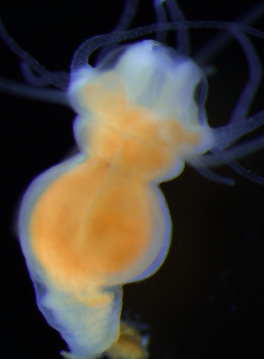 A polyp with jelly rolls (termed a "strobila"). Photo courtesy of Konstantin Khalturin.