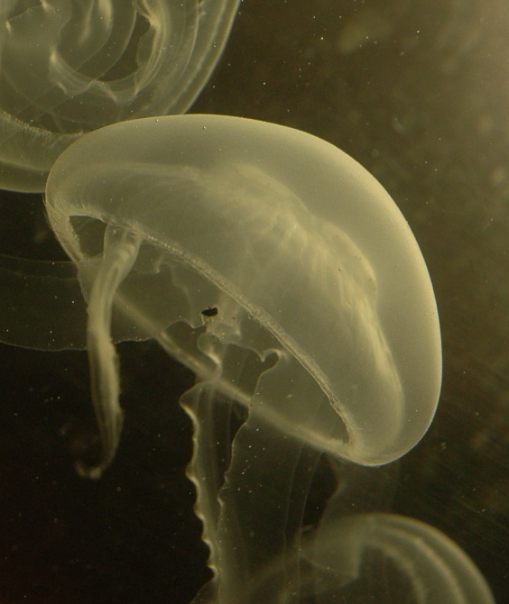 Moon jellies. Photo courtesy of Konstantin Khalturin.