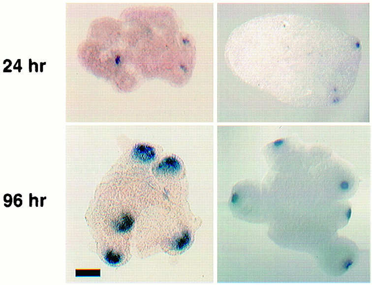 Hydra cell aggregates after 24 hours (top) show gene expression for new organizing centers, and 96 hours later have more clearly defined bodies. The blue marks cells that are producing molecules to mark the “head”.