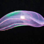 The rainbow-covered animal with a dark side