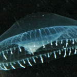 Six surprising reasons to be thankful for the sea