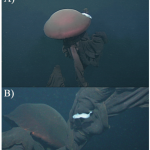 Rare Giant Jellyfish Caught on Video