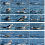 Reason 5,879 why dolphins are a$$holes: Octopus “handling”