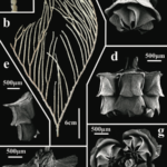 The humanity within the pages of scientific manuscripts