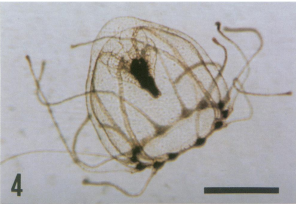 The “immortal jellyfish” Turritopsis dohrnii (formerly known as Turritopsis nutricula) [1]