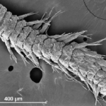 New Species Friday 10/30/09 – Ophryotrocha fabriae